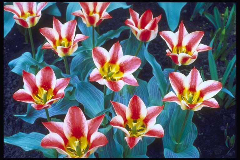Tulipanes blancos con líneas rojas en los pétalos.