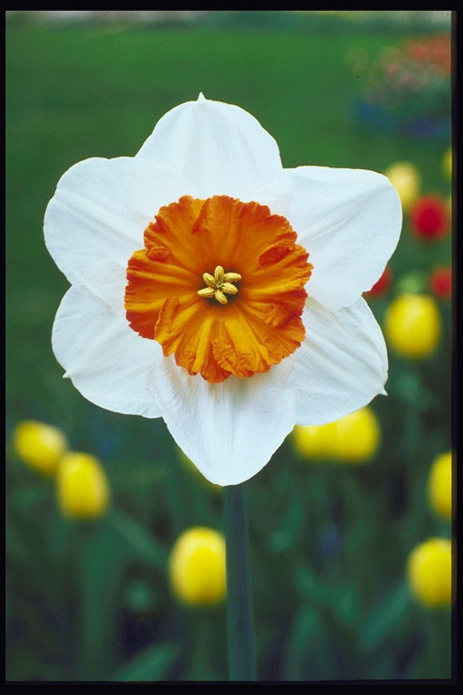 Narcissus branco cun corazón chama-laranja