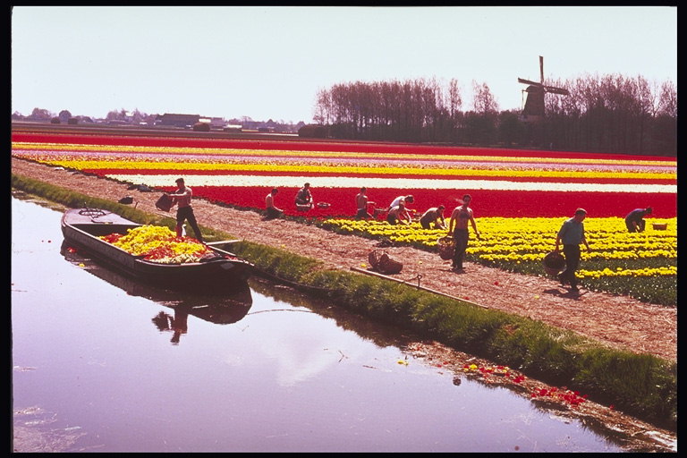 Colheita de tulipas no río, un muíños.