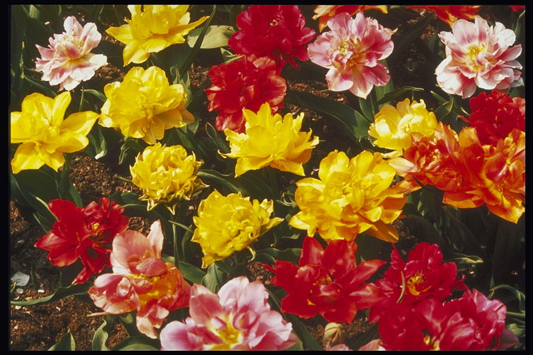 La composizione di tulipani con petali lungo e sottile.