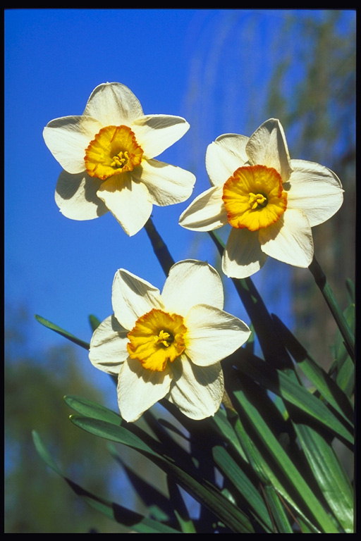 व्हाइट Narcissus