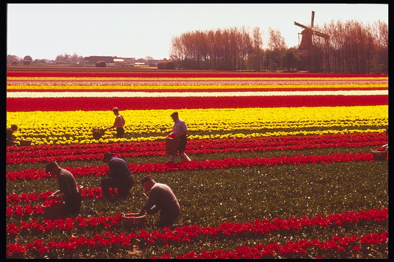 Plantação tulipa-branco, amarela, vermella.