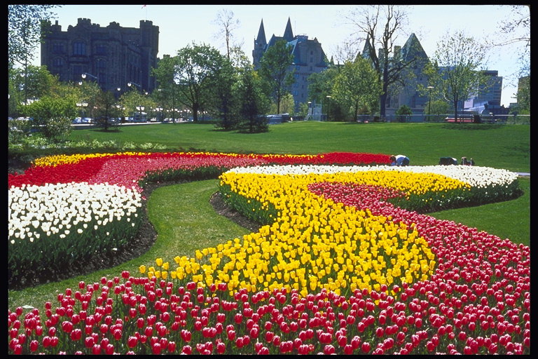 Landskap sammensetning med tulipaner.