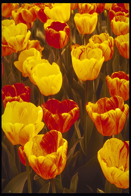 Tulipány jsou žluté a červené se žlutou nervate