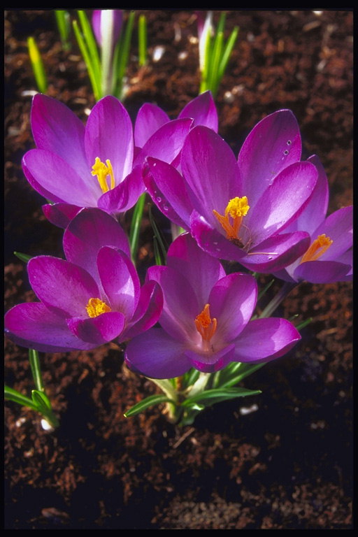 Bright lila tulpaner på ett kort skaft