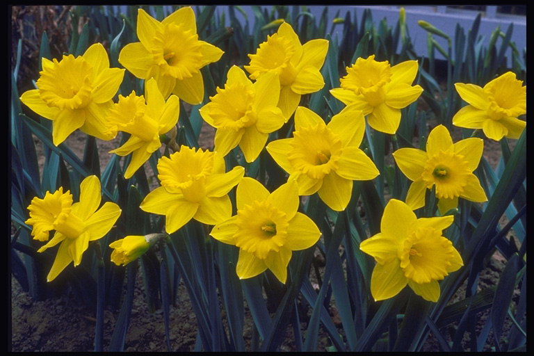 Žute narcissuses