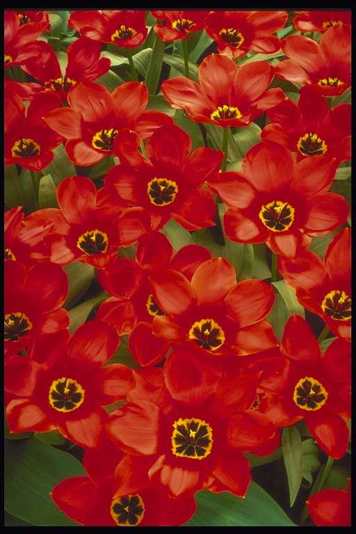 Flame-červené tulipány s veľkými ostrými lístkov