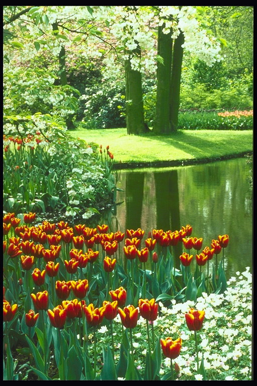 Khu công viên. Những dòng sông, một hoa giường của hoa tulip