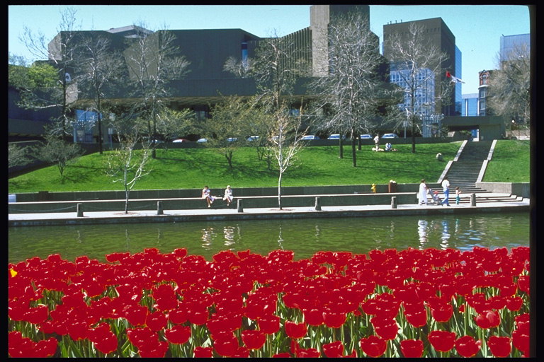 Taman. Tulip merah di tepi sungai