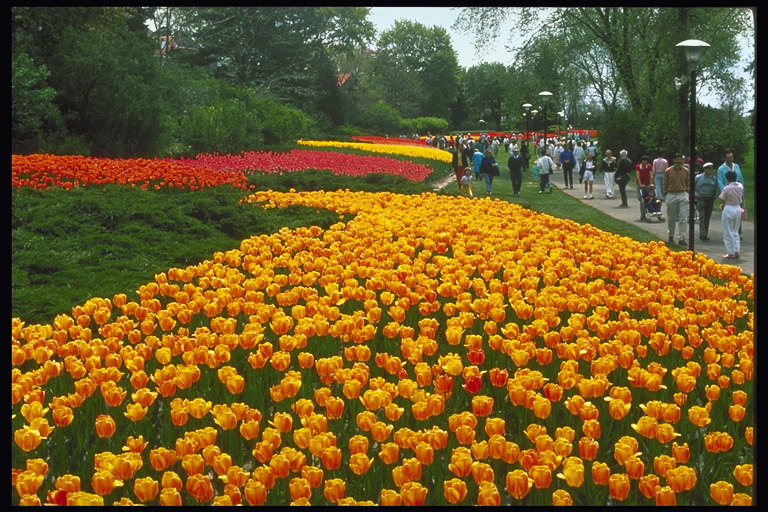 Park. Flowerbeds oranġjo u ħamra tulipani