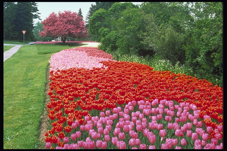 Park. Isang abundance ng kulay-pula, kulay-rosas, iskarlata tulips