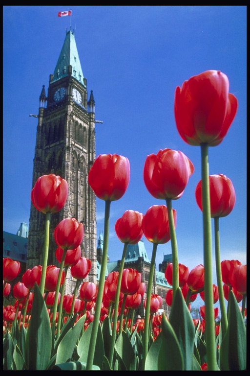 Clock tower and flame-red tulips