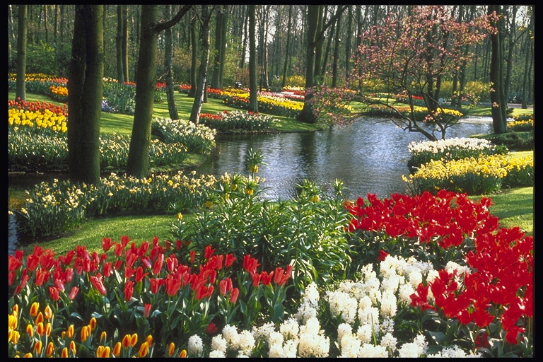 Zona taman, sebuah komposisi dengan tulip. Sungai, pohon-pohon