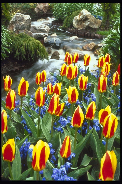 Cascada artificial. La composición de las rocas, los tulipanes de color naranja-rojo y azul snowdrops