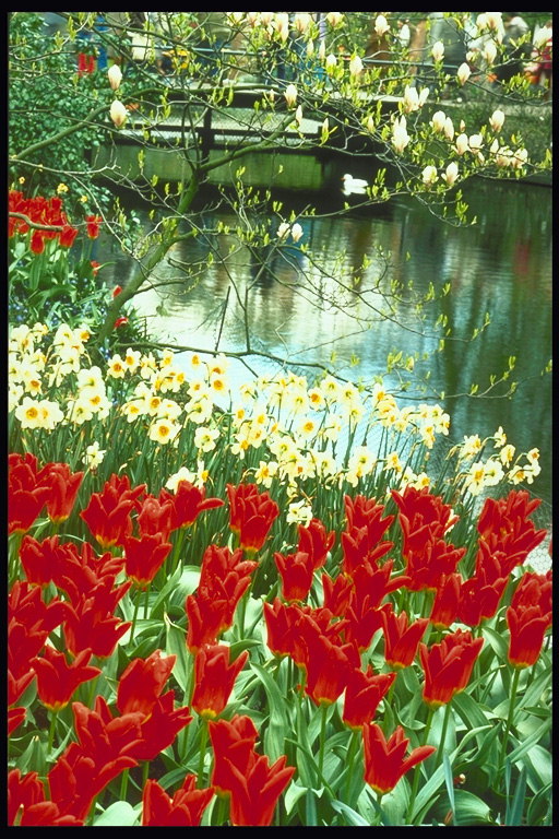 Primavera canção. River, narcissuses e vermelha tulipas
