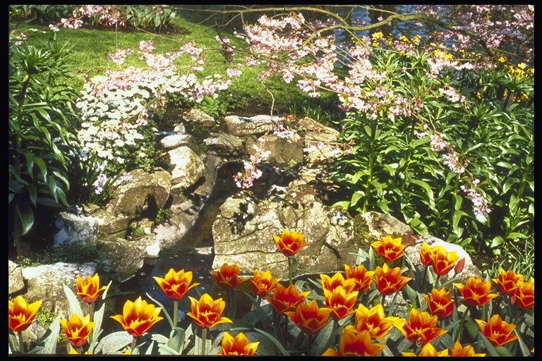 Park övezetben. Összetételét a sziklák és narancssárga tulipánokat és virágzó magnólia fát