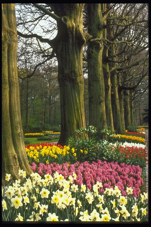 Park. Temna debla dreves, roza tulipani, bele nartsisy
