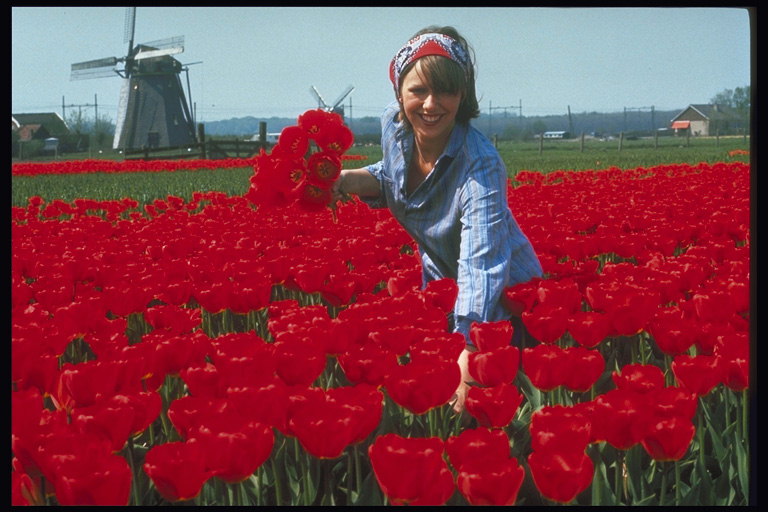 Girl on the plantations of red tulips