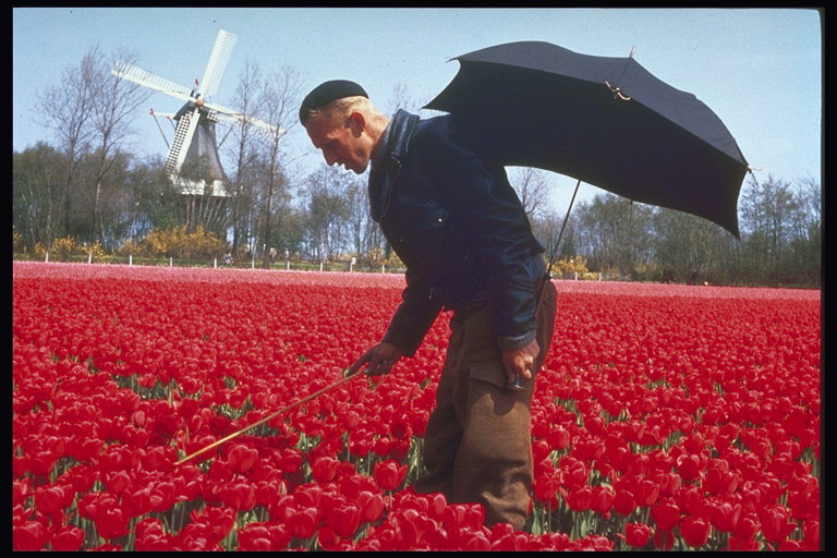 Grandpa with an umbrella in the background of red tulips at the mill