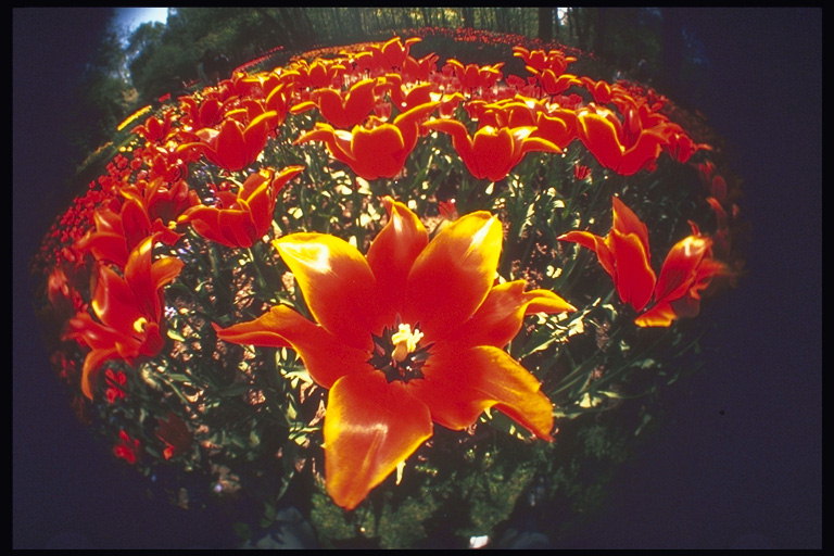 Bukett med flamme-røde tulipaner