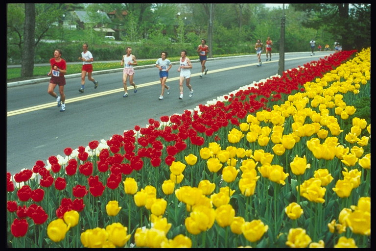 马拉松。 床红色和黄色的郁金香