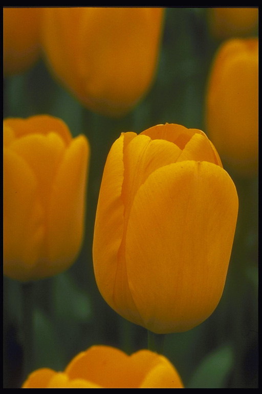Tulipanes naranja