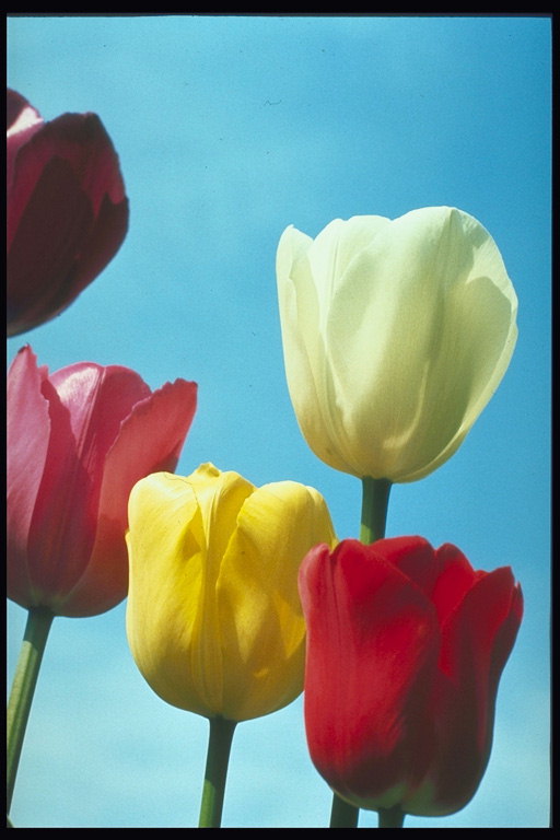 Gama spalvų kompozicija su tulpes