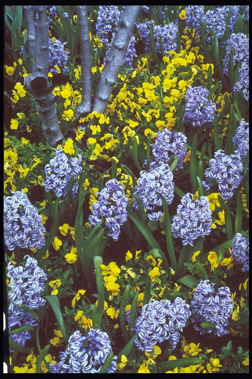 Violet şi galben de flori