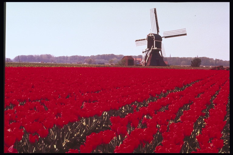 O campo de vermelho escuro e tulipas moinho