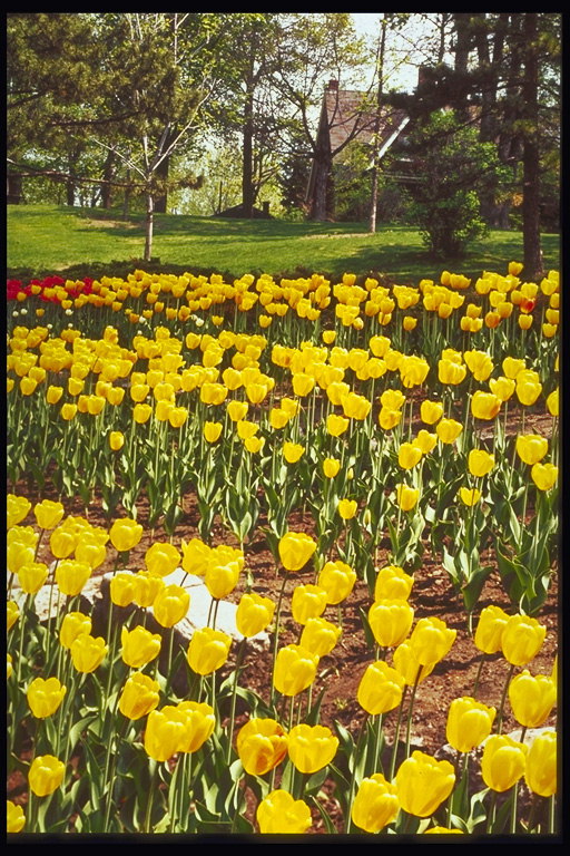 Tulipanes césped en el parque