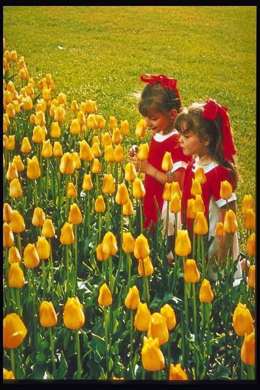 Meitenes un saulains dzeltenas tulpes
