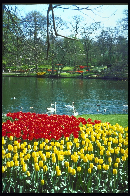 Ein Teich mit Schwänen. Blumenbeete mit gelben und roten Tulpen