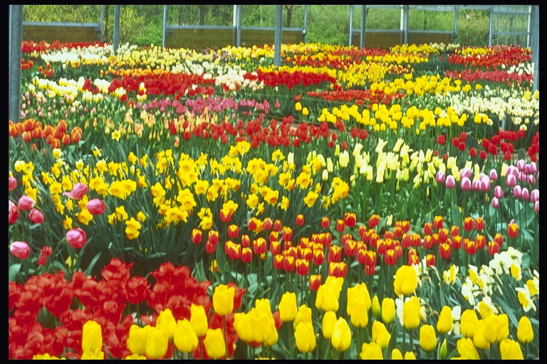 Sestava z rdeče, rumene, oranžne in bele tulipani
