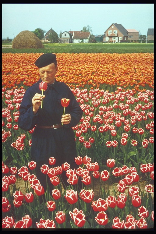 Мужчина среди красных и оранжевых тюльпанов на фоне деревушки