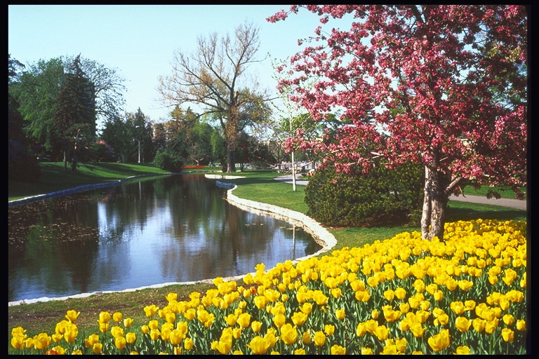 حديقة المنطقة. النهر. سرير من زهور الأقحوان الصفراء