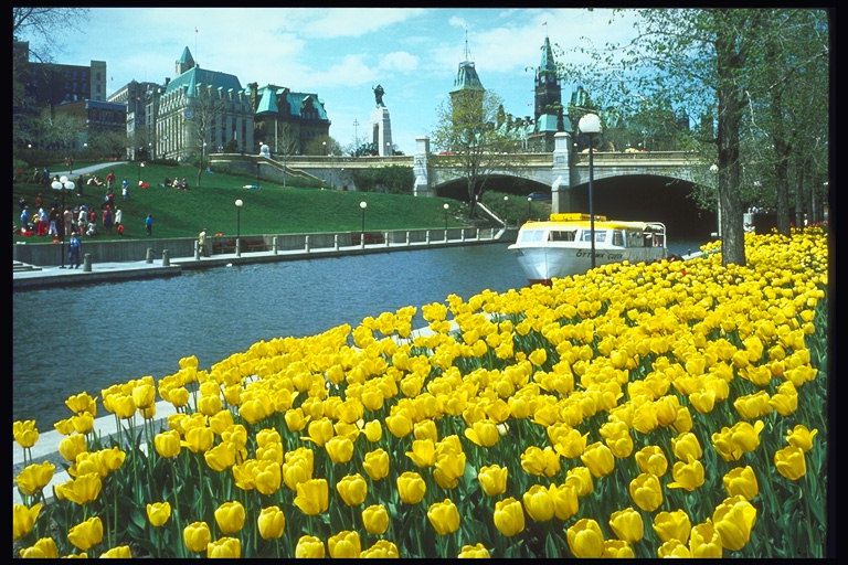 River. Le pont, un bateau, tulipes jaunes
