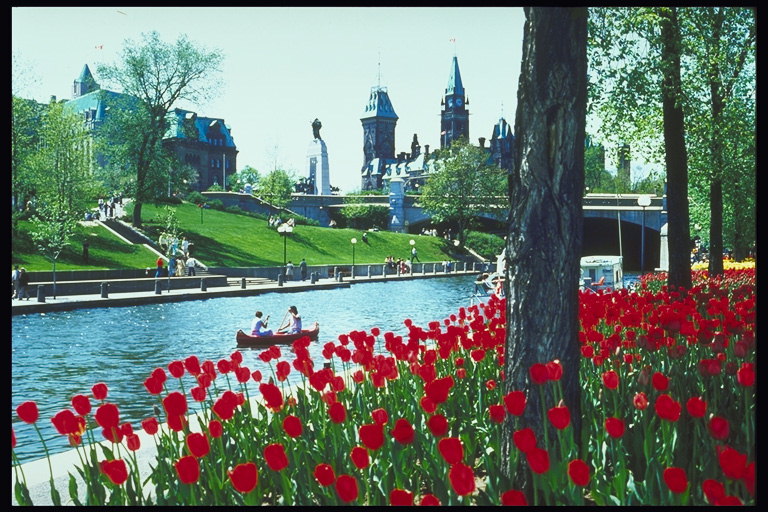 Hrad, most, rieka, tmavo-červené tulipány