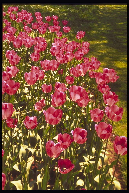 Hoa tulip tối màu hồng