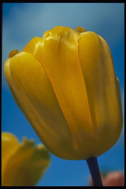 Tulip kuning pada latar belakang biru