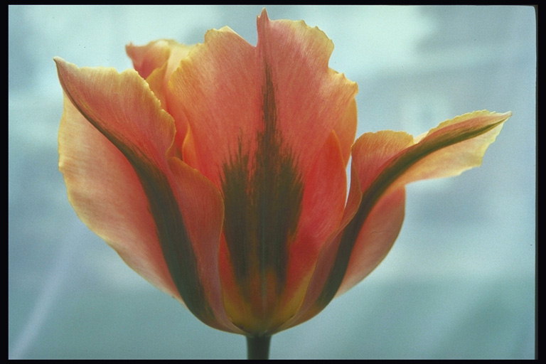 Pink Tulip lange wogen Blütenblätter