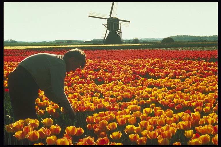 Man in oranje tulpen rond de molen