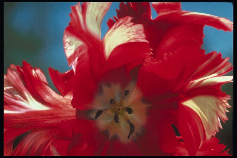 Ružový tulip s bielymi žilami a vlnit hrany