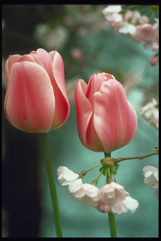 サクランボの花の背景にスカーレットチューリップ