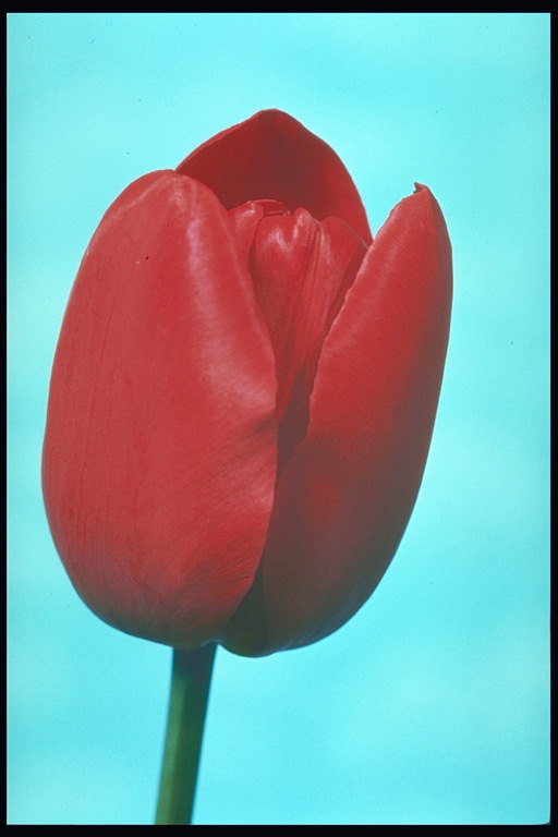 Merah dengan luas tulip petals