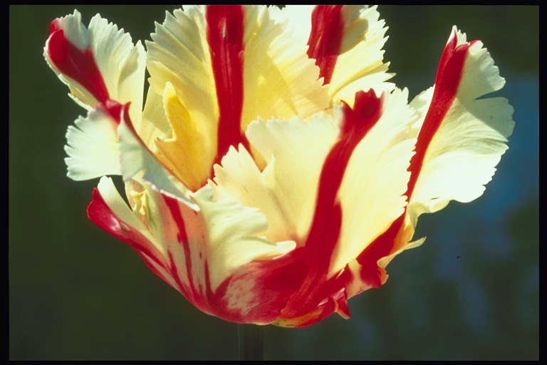 Tulipán blanco con franjas rojas y pétalos de flecos