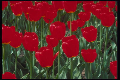 Lit de tulipes rouges.