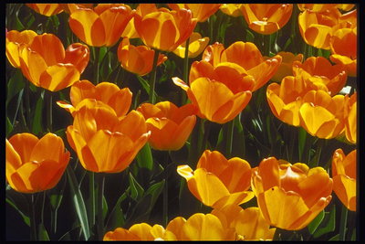 Flame-oranžové tulipány.