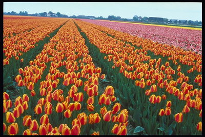 Il campo di tulipani di colore arancione-rosso.