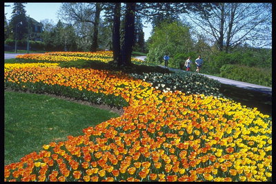 Landscape komposisyon sa dilaw at orange tulips.
