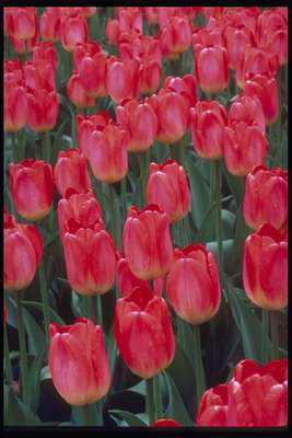 เข้มสีชมพู tulips กับยาว petals.